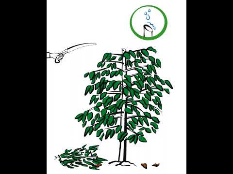 Coffee rehabilitation – A step-by-step tutorial