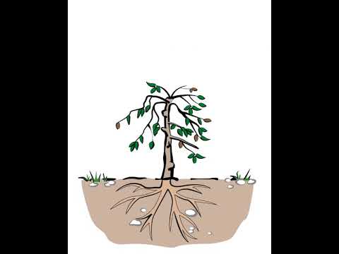 Renovación de la parcela de café – Tutorial paso a paso Renovación de la parcela de café – Tutorial paso a paso