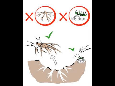 Coffee plot renovation – A step-by-step tutorial Coffee plot renovation – A step-by-step tutorial