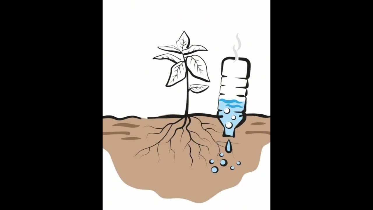 Irrigação com garrafa na produção de café – Um tutorial passo a passo Irrigação com garrafa na produção de café – Um tutorial passo a passo