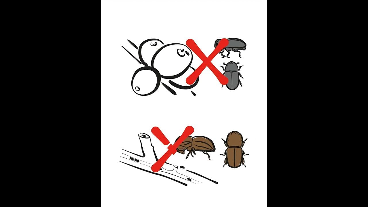 Armadilhas de garrafa na produção de café – Tutorial passo a passo Armadilhas de garrafa na produção de café – Tutorial passo a passo